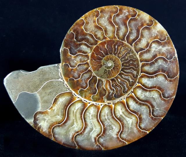 Cleoniceras (Grycia) besairiei COLLIGNON 1949 - Bild © FossNet FossilienStore
